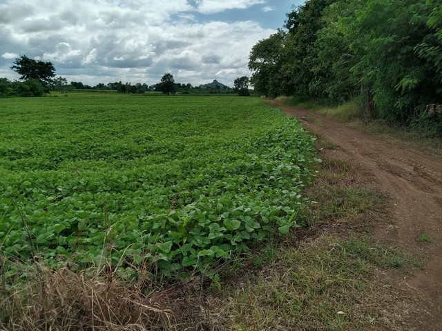 ขายที่ดิน  ต.ลาดแค อ.ชนแดน จ.เพชรบูรณ์ ขนาดที่ดิน 30 ไร่