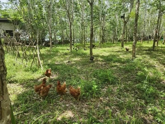 ขายที่ดิน  ต. เชียงคาน อ. เชียงคาน จ. เลย เนื้อที่ 12 ไร่