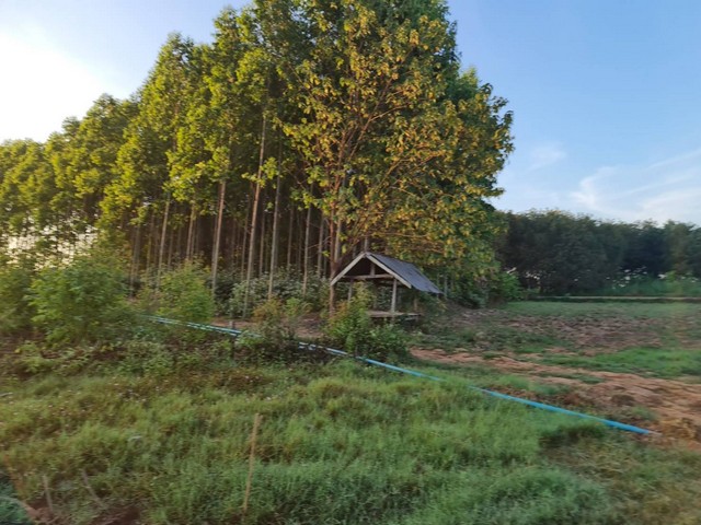 ซื้อขายบ้านที่ดินเจ้าของขายเอง ที่ติดแม่น้ำโขง ต.กุดบง อ.โพนพิสัย จ.หนองคาย  หลังติดแม่น้ำโขง ไร่ละ 2ล้านบาท โทร 096-882-1857