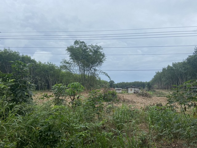 ขายที่ดินโฉนด 12 ไร่ 1 งาน ติดถนนสายหลัก ท่าเสา ป่ายุบ วังจันทร์  จังหวัด ระยอง