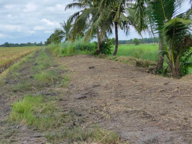 ขายที่ดินสวย  ต.คลองสิบ อ.หนองจอก จ. กรุงเทพมหานคร ขนาดที่ดิน 1 ไร่