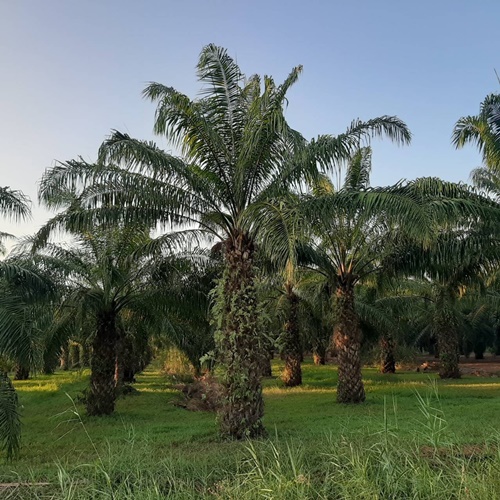 ขายสวนปาล์มน้ำมัน 6 ไร่ 14.3 ตารางวา ต. ท่าเรือ เมืองนครศรีธรรมราช จ.นครศรีธรรมราช