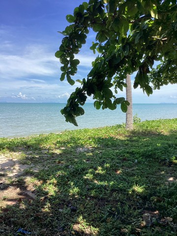 ขายที่ดินติดทะเล ที่สวย ทำเลดี ต. พุมเรียง อ. ไชยา จ. สุราษฎร์ธานี