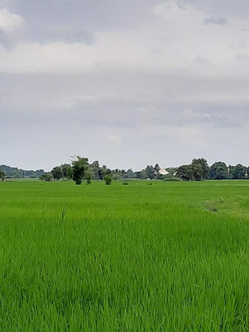 ขายตรว.ละ 2,700 บาท ที่นา 5 ไร่ 14 ตารางวา สันโป่ง แม่ริม ใกล้เทศบาลสันโป่ง เดินทางสะดวก เข้าเมือง 35 นาที