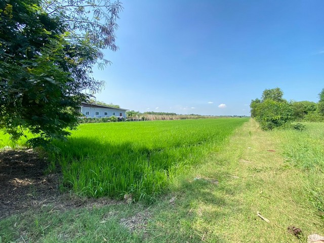 ขายด่วนที่ดินคลอง6 อำเภอคลองหลวง จังหวัดปทุมธานี ขนาด 29 ไร่ 1 งาน 90 ตารางวา  โฉนดพร้อมโอน