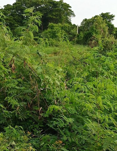                    ขายที่ดิน 41 ไร่ 1 งาน 81 ตรว. ที่ดินแปลงนี้มีถนนสาธารณะตัดผ่าน 2 สาย จึงแบ่งออกเป็น 3 แปลง                   แปลงที่ 1 ขนาด 20 ไร่ มีหน้ากว้างติดถนน 165 เมตร                   แปลงที่ 2 ขนาด 14 ไร่เศษ มีหน้ากว้างติดถนนซอยสาธารณะ 2 ด้าน ด้านละ 120 เมตร และ 200 เมตร                   แปลงที่ 3 ติดคลองพระสะทึง ขนาด 6 ไร่เศษ มีด้านที่ติดถนน 140 เมตร และด้านที่ติดคลองยาว 135 เมตร          ที่ดินทั้ง 3 แปลง แยกกันขายได้ โดยราค