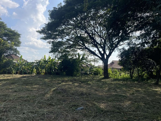 ด่ว ขายขาดทุน ประเมินวาละ 10,000 ขายเพียง วาละ 8,500ที่ดินแปลงสวย บรรยากาศร่มรื่น เงียบสงบด้านหลังติดลำเหมือง ติดถนนคอนกรีตสาธารณะ 2 ด้าน ไฟฟ้า น้ำปะปา ท่อระบายน้ำ มีพร้อม เข้าออกได้หลายทาง สะดวกสุด วิ่งเส้น เชียงใหม่-ดอยสะเก็ด จากเซ็นทรัลเฟสติวัล เพียง 12 กม. ห่างถนนหลวง 118 เพียง 1.5 กม. ขายต่ำกว่าราคาประเมิน ยกแปลง 3 โฉนด 313 ตารางวา ค่าใช้จ่ายในวันโอนกรรมสิทธิ์ คนละครึ