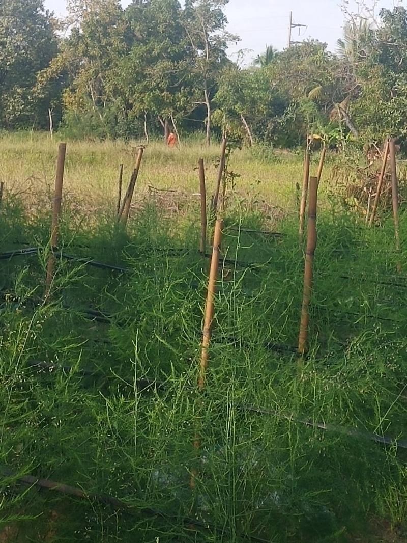 ที่ดินเปล่าโครราช 14-3-13.1 ไร่ ใกล้ถนนทางหลวงชัยภูมิ-สีคิ้ว