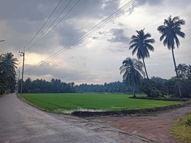 ขายที่ดิน 14 ไร่  ใกล้เส้นถนนแยกปากท่อ   ต.วัดยางงาม อ.ปากท่อ จ.ราชบุรี   ZW490