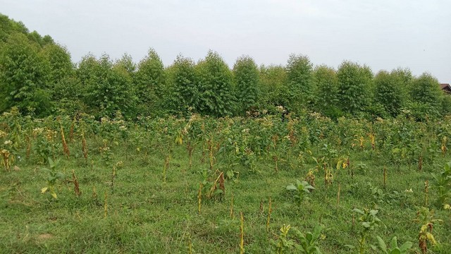 HOT SALE ซื้อขายทรัพย์ ส่งท้ายปี ที่ติดแม่น้ำโขง ต.กุดบง อ.โพนพิสัย จ.หนองคาย  หลังติดแม่น้ำโขง ไร่ละ 2ล้านบาท โทร 096-882-1857