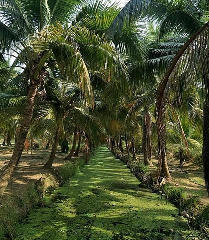 ขายที่ดิน 5 ไร่เศษ ติดถนนซอยสาธารณะ  ถนนซอยนี้กว้าง 6 เมตร แยกมาจากถนนทางหลวง  304  ( ฉะเชิงเทรา - กบินทร์บุรี )ที่ดินตั้งอยู่ในพื้นที่สิ่งแวดล้อม สวนมะม่วง , สวนมะพร้าวมีไฟฟ้า  ประปา ผ่านหน้าแปลงที่ดิน พร้อมใช้ราคาไร่ละ  1  ล้านบาท**สนใจดูที่ดินจริง รบกวนนัดล่วงหน้าอย่างน้อย 1 วันค่ะ**ติดต่อ ภญ.เทเรซา สิทธิพล (คุณมด) โทร (ไลน์). 081-3305497, โทร.(ไลน์) 061-5765520 เรียนจบธุรกิจที่ดินจาก 