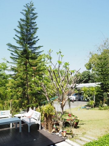 บ้านหลังใหญ่ ขายตามสภาพ ติดถนนใหญ่ โซนดอยสะเก็ด     