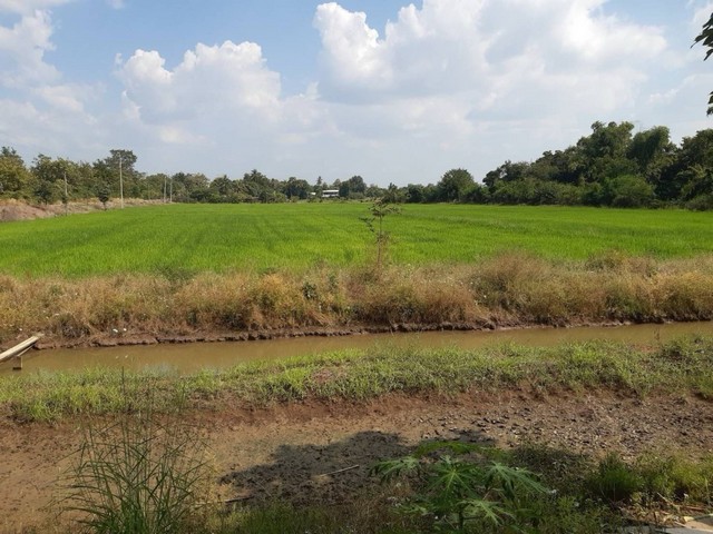 ขายที่ดินด่วน  ต. บ้านกล้วย อ. ชนแดน จ. เพชรบูรณ์ 6 ไร่ 3 งาน 32 ตารางวา