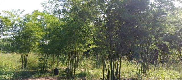          ขายที่ดินถมแล้ว 5 ไร่ พร้อมบ้าน 2 หลัง ปลูกต้นไผ่ตง และไผ่บงหวาน  ปลูกเต็มพื้นที่ อายุ 4 ปี ตัดผลผลิตได้มา 2 ปีแล้วขายพร้อมบ้านชั้นเดียวทำด้วยคอนกรีต 2 หลัง สภาพใหม่ ภายในมี 2 ห้องนอน     1 ห้องน้ำ พร้อมอยู่         มีถนนสาธารณะในส่วนที่เทคอนกรีตแล้ว แต่ยังขาดอีก 10 เมตร จะถึงที่ดิน แปลงนี้ (ทางอบต. แจ้งว่าจะเริ่มดำเนินการในปี 2567 ต่อไป)        ในส่วนถนนสาธารณะที่ผ่านหน้าที