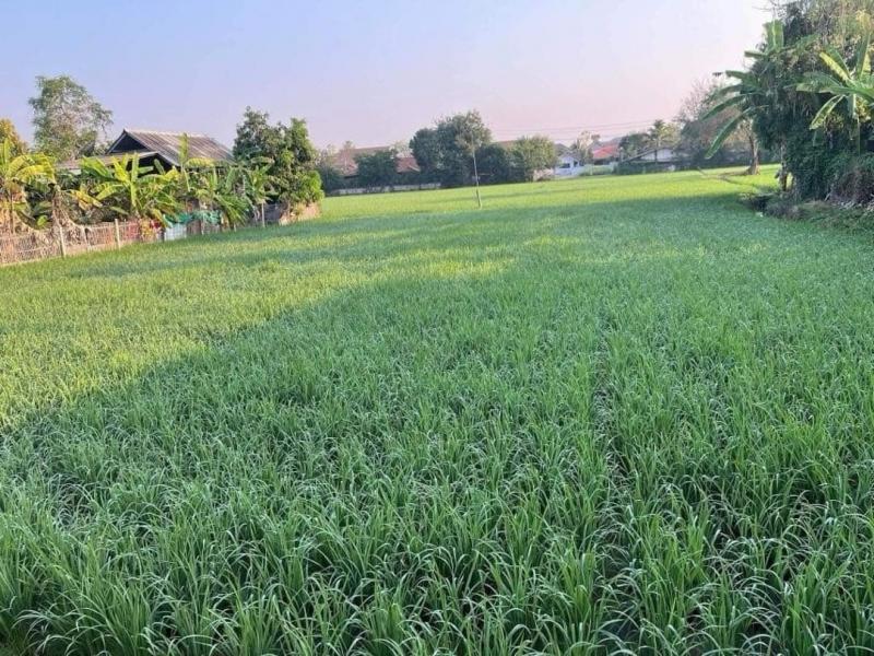 โซนสันกำแพง ขายที่ดิน 2.5 ล้าน เนื้อที่ 2 งาน 30 ตรว. #ใกล้สามแยกสันป่าค่า ถนนเทคอนกรีต เข้าซอยไม่ลึกมากค่ะ #น้ำไม่เคยท่วม 