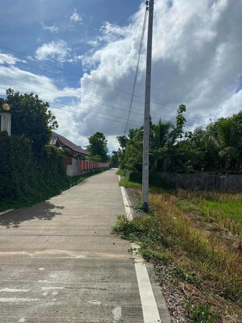 โซนสันกำแพง ขายที่ดิน 2.5 ล้าน เนื้อที่ 2 งาน 30 ตรว. #ใกล้สามแยกสันป่าค่า ถนนเทคอนกรีต เข้าซอยไม่ลึกมากค่ะ #น้ำไม่เคยท่วม