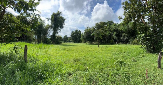 ขายด่วนที่ดินราคาถูก 10 ไร่ ต.โคกมั่งงอย  อ.คอนสวรรค์ จ.ชัยภูมิ