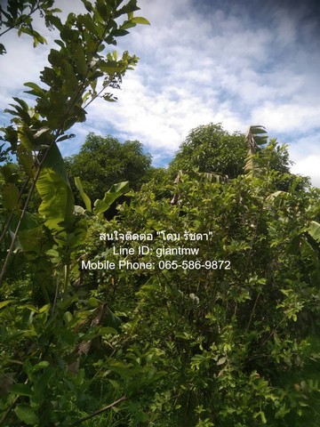 ที่ดิน บ้านสวน 1 ชั้น 2 น. 2 น้ำ พร้อมสวนผลไม้ อ.เมืองนครปฐม  พื้นที่ 31 ตารางวา 2 ngan 7 ไร่  9093000 - ONE PRICE! นครปฐม