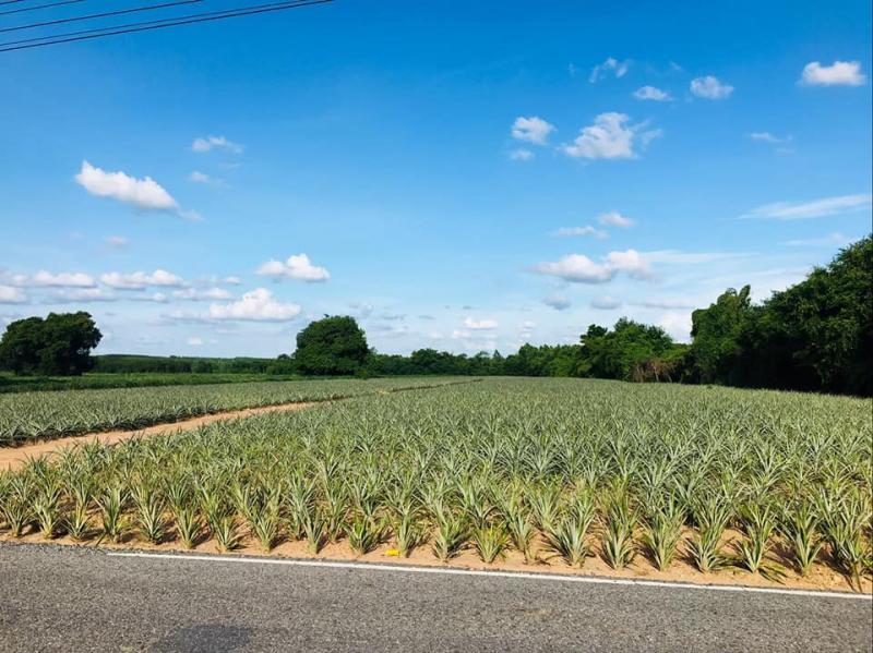 ขายที่ดินที่ดินเปล่า 6 ไร่ 70 ตารางวา พนัสนิคมชลบุรี ที่ดินติดถนนกว้างประมาณ​ 8​ เมตร มีไฟฟ้า3​เฟส​