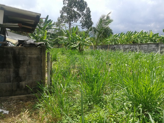 ขายบ้านเดี่ยว 2 ชั้นหลังมุม 80 ตรว. หมู่บ้านเสนานิเวศน์ ถนนเสนานิคม1 ***ต่ำกว่าราคาประเมิน 