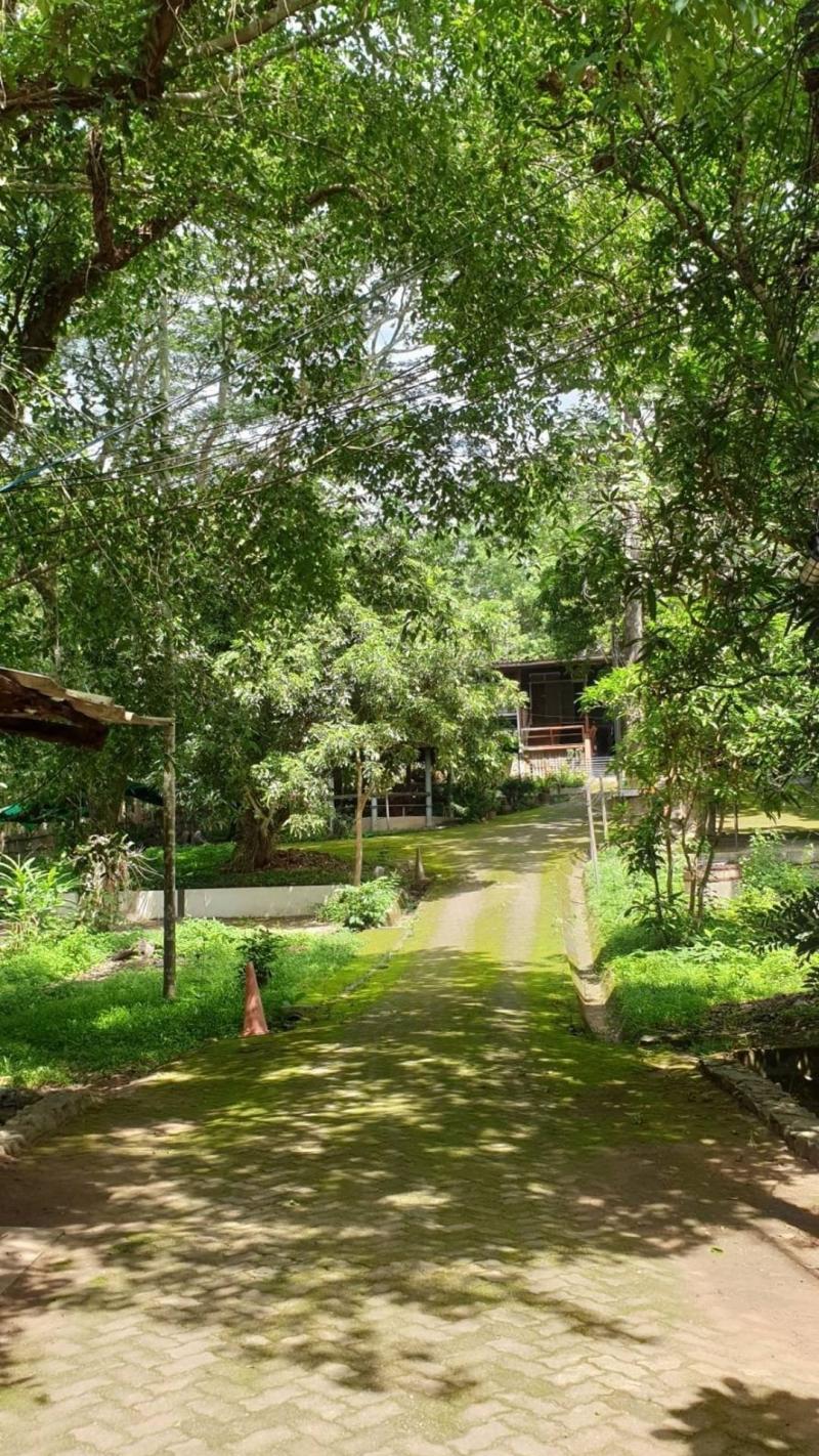 สวยสงบ ร่มเย็น​สุดๆ แม่ริม 17 ล้าน 7-1-89 ตรว. ทำเลดี เป็นเนินสวยงาม ร่มรื่น ด้วยต้นไม้ขนาดใหญ่ พร้อมด้วย อาคารบ้านพัก 5-6 หลัง น้ำ ไฟ พร้อม