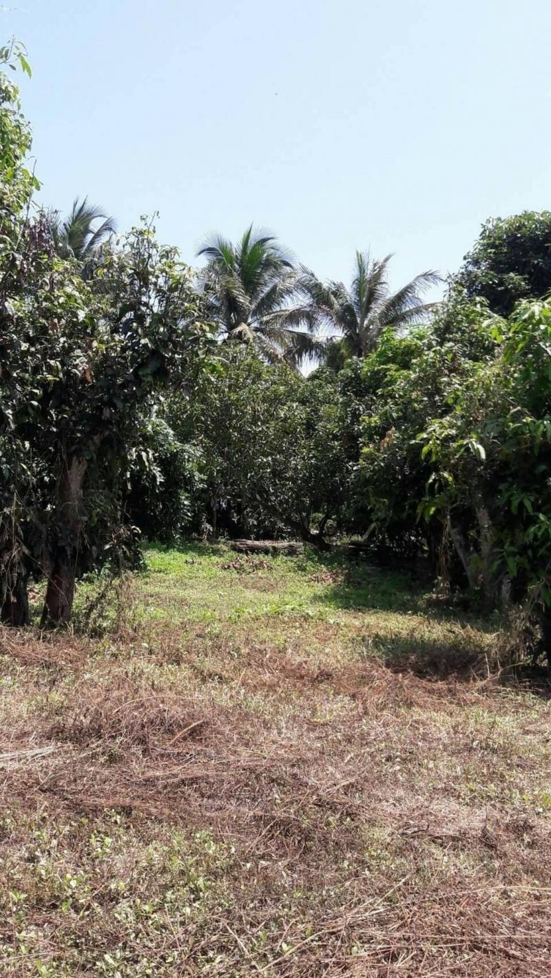 ที่ดินติดแม่น้ำปิง 9.5​ ล.เท่านั้น ​3-2-12 ตรว. มีที่งอกอีก 1 ไร่กว่า #แม่แฝก #สันทราย ด้านหน้าติดถนนลาดยาง อยู่ในชุมชน เดินทางสะดวก