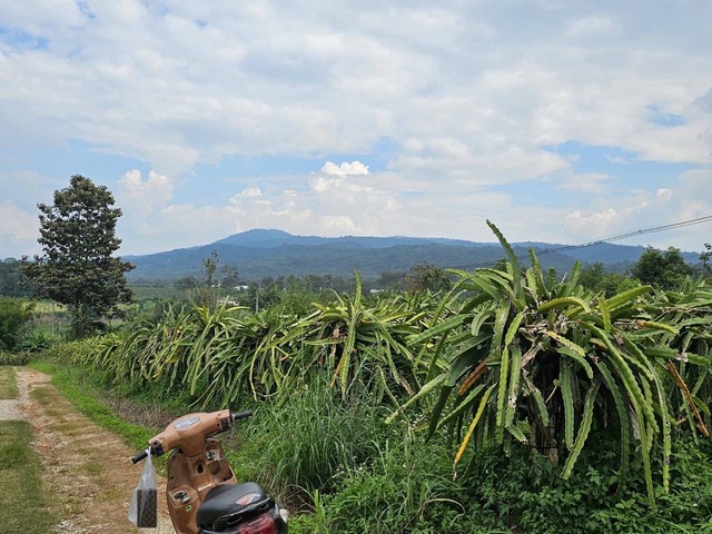 ขายที่ดินแปลงสวย ติดถนน อ.โคกงาม จ.เลย 1 ไร่ 1 งาน 3 ตารางวา