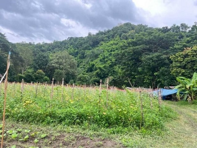 ที่ดินติดน้ำ ติดลำธาร บ้านปง วิวเขาสวยงาม โซนหางดง