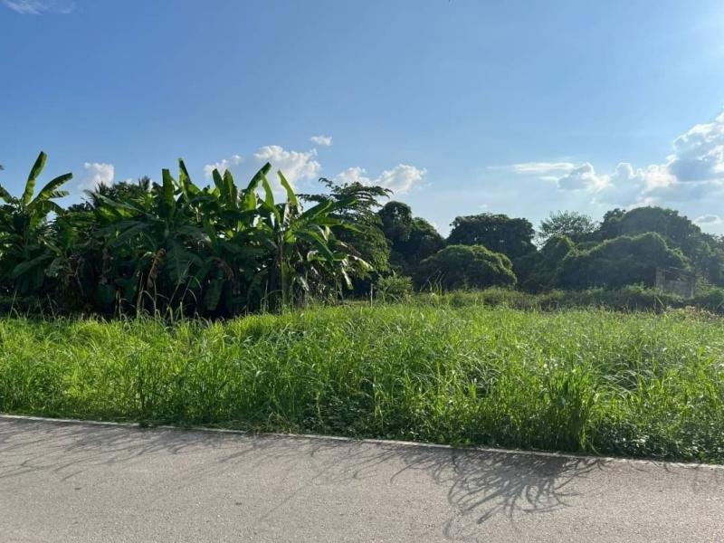 ขายที่สวย ทำเลดี #ติดถนน ตรว.ละ 10,500 บาท เนื้อที่รวม 233 ตรว. #โซนสารภี แบ่งแปลงได้ ค้าขายได้ ไม่เปลี่ยว เงียบ สงบ เป็นธรรมชาติ น้ำไม่ท่วม