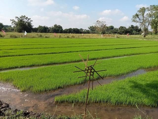 ขายที่ดิน วิวสวย ใกล้วัดขุนคง ใกล้บ้านถวาย ขุนคง หางดง