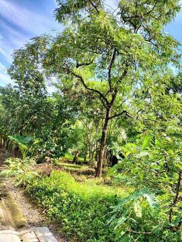 ขายที่ดิน 2 แปลง 121 ตร.ว สุขุมวิท 101/1 ในซอยวชิรธรรมสาธิต51 ที่ดินสวยเหมาะสร้างบ้าน ทาวน์เฮ้าส์ ทาวน์โฮม ฯลฯ