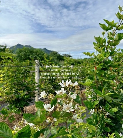 ขายที่ดิน พร้อมกิจการฟาร์มเกษตร 26 ไร่ ใกล้วัดพระขาว ปากช่อง นครราชสีมา ราคา 60 ล้านบาท 