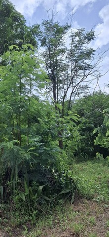 ขายที่ดิน 190 ตรว. มีรูปแปลงเป็นรูปสี่เหลี่ยมผืนผ้าสวย มีหน้ากว้างติดถนนสาธารณะ  18  เมตร  ความยาว 40 เมตรที่ดินถมแล้วทั้งแปลง  มีสาธารณูปโภคพร้อมใช้ทุกอย่างตามผังเมืองจัดอยู่ในผังสีส้ม สร้างทาวน์โฮม หรืออพาร์ทเม้นต์ได้สถานที่อำนวยความสะดวกใกล้เคียง มีดังนี้อิมแพคอารีน่า เมืองทองธานีรถไฟฟ้า MRTห้างเดอะมอลล์กระทรวงสาธารณสุขสถาบันบำราศนราดูรสถาบันการแพท�